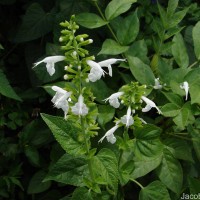 Salvia coccinea Buc'hoz ex Etl.